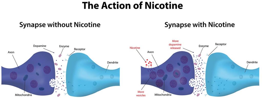 nicotine and dopamine